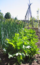 beetroot and onions